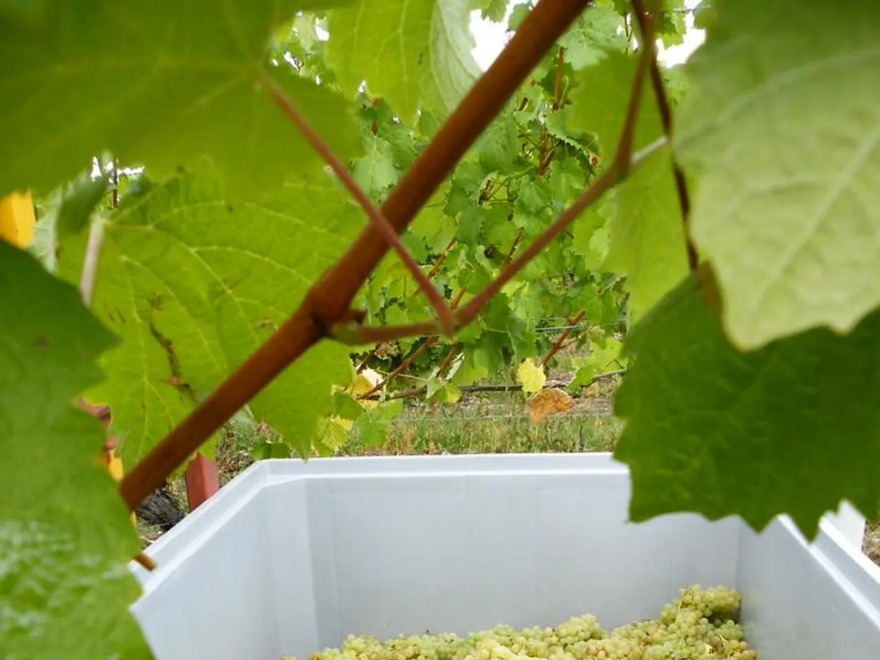 Vineyard adaptation to climate change: utilizing trees for vine health