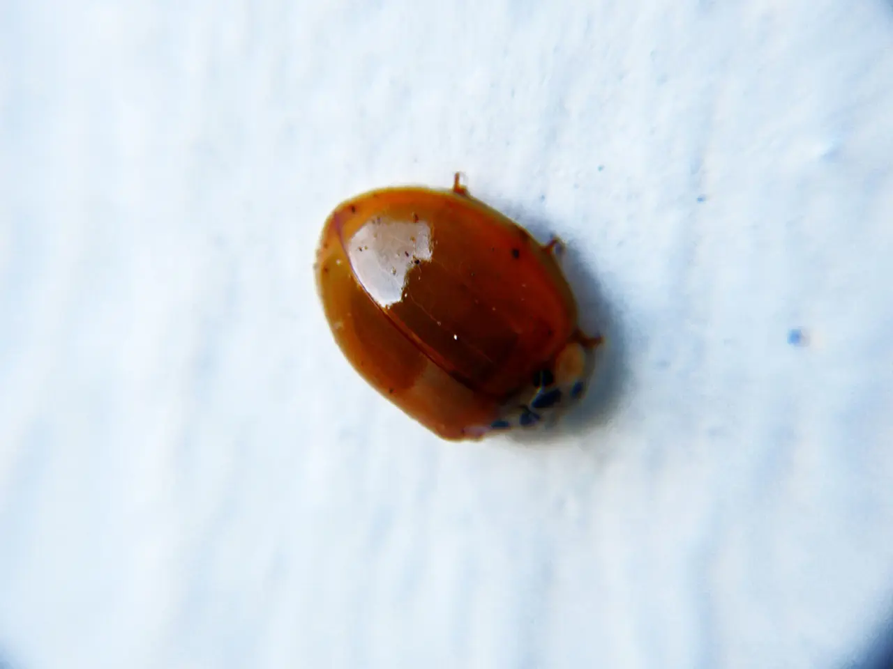 Actively Exploited Zero-Day Vulnerability in Google Chrome Demands Immediate Patching in the Field