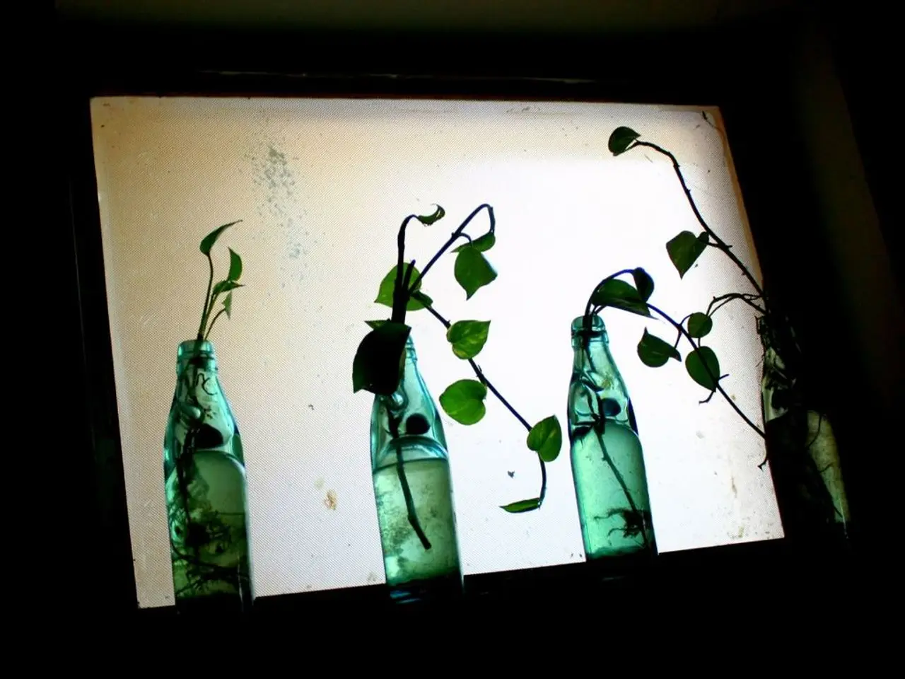 This picture shows soda bottles with plant in it`