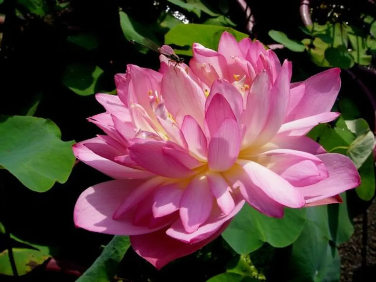 This picture consists of pink color lotus flower visible on plant there are some leaves visible in...