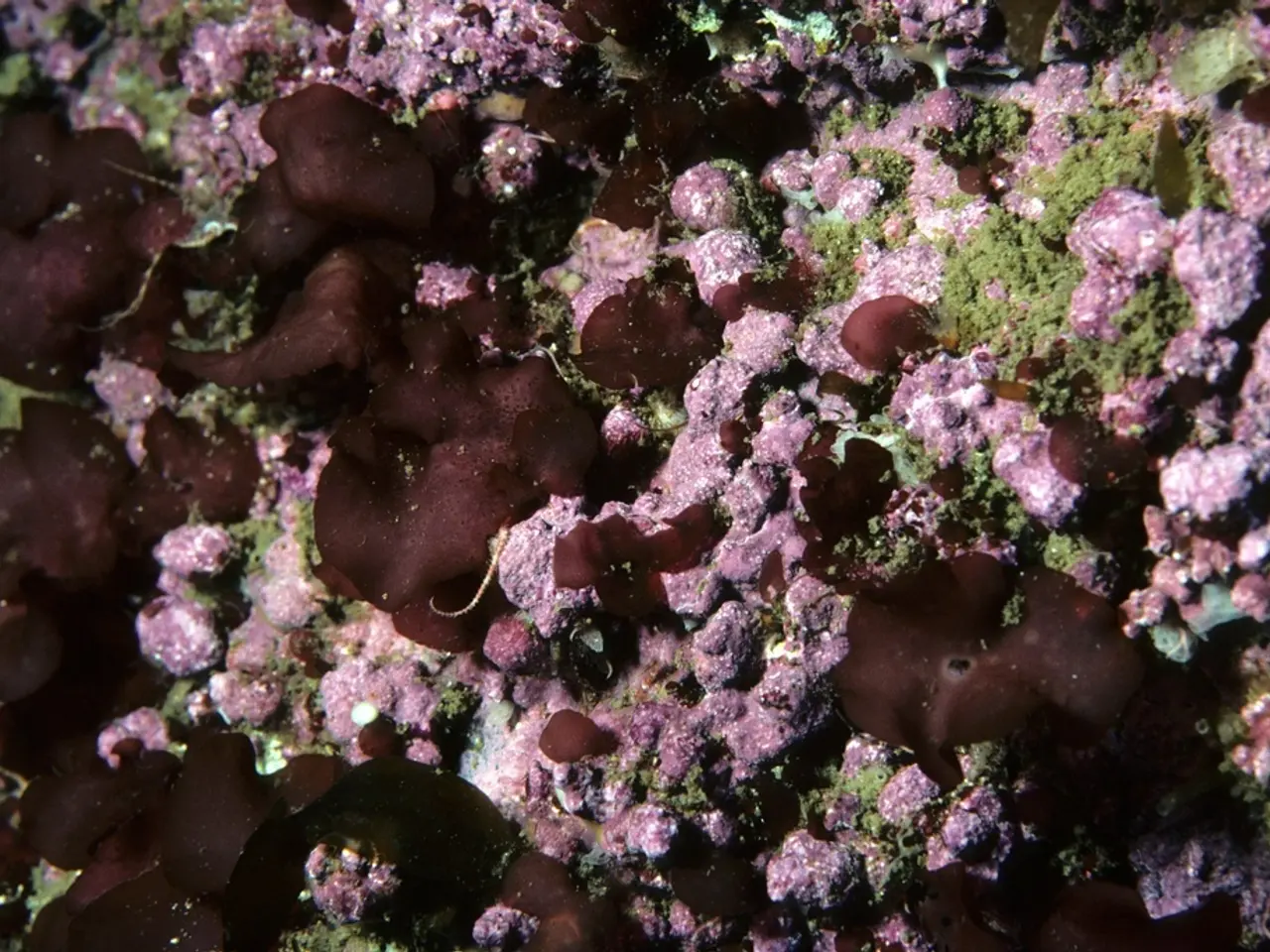 In this picture we can see there are some objects seems to be the coral leaves and we can see some...