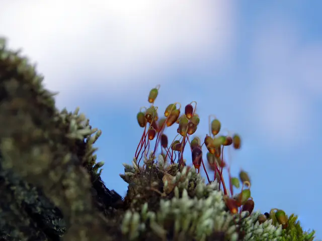 Comparing Unistellar Odyssey and Vaonis Vespera II: Which Space Exploration Device Offers Better...