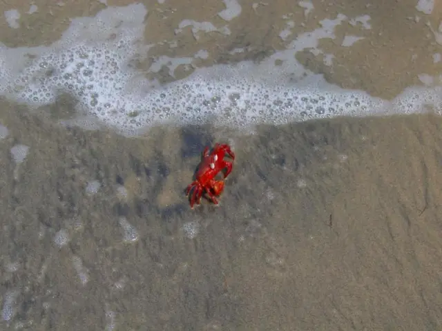 Massively Multiplayer Online Game Introduces Huge Crustacean with No Functionality, Users Excited,...