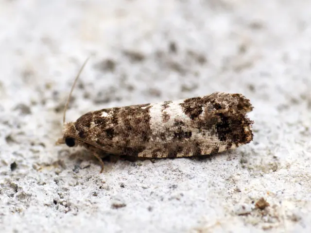 methods for obtaining Mounts in Grounded 2 and navigating Buggies