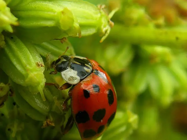 Enhanced Focus Stacking of Insects Accomplished Swiftly by Professional Macro Photographer Using...