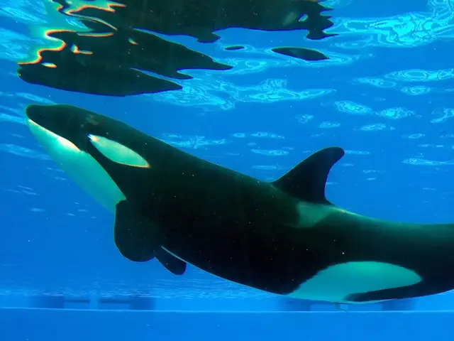 Whale-human speech comparison indicates striking similarities in whale communication, according to...