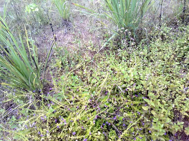 Largest lunar bodies in our solar system's orbit