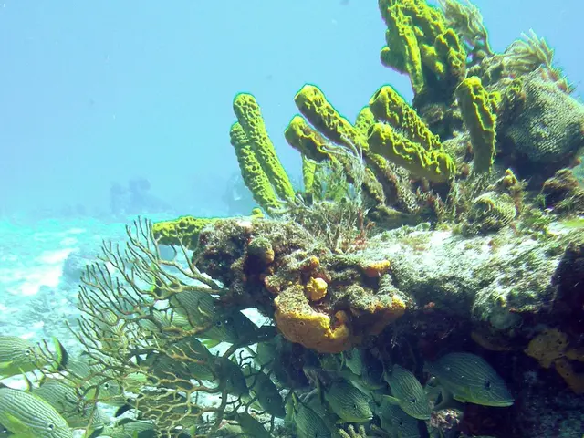 Underwater Photography Equipment Analysis: Sea & Sea YS-D3 Strobe Assessment