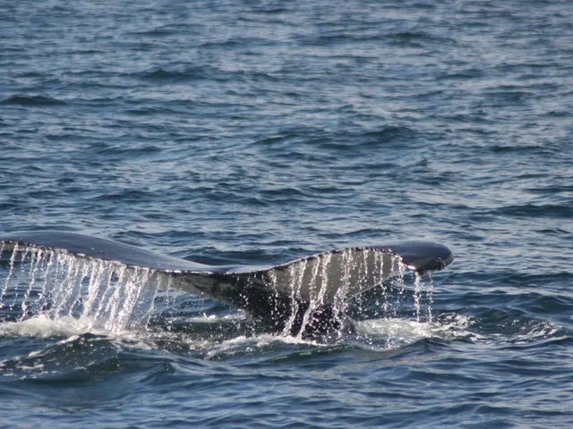 Cryptocurrency heavyweights placing substantial investments in MAGACOIN FINANCE; industry analysts...