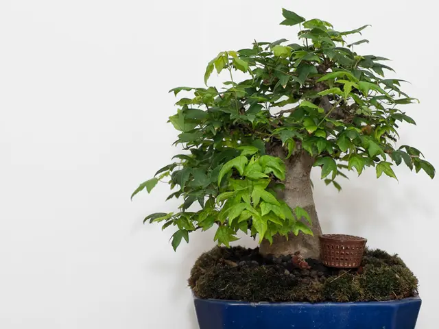 Artificial Bonsai with a Lifelike Appearance: Achieving Realism through Biomimicry