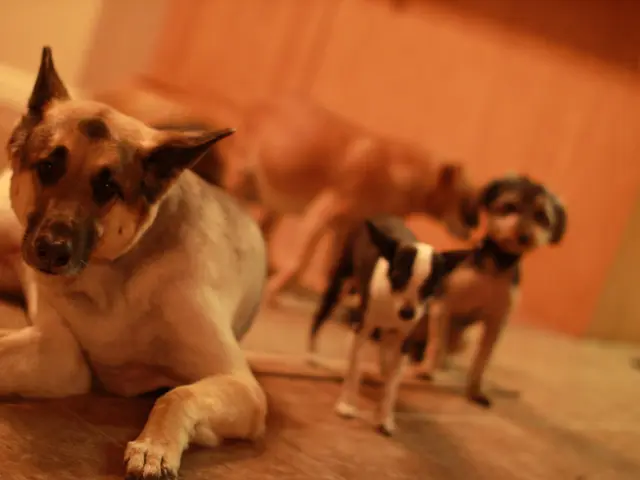 Dogecoin Plunging Daily