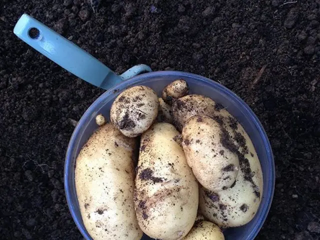 Rising Embracement of Technology Magnifies Threats to Agriculture's Cyber Security