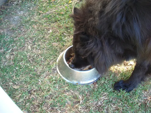 In this image there is a grassland on that land there is a bowl, in that bowl there is food and a...