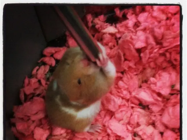 In this image in the center there is one rat, and at the bottom there are some objects and in the...