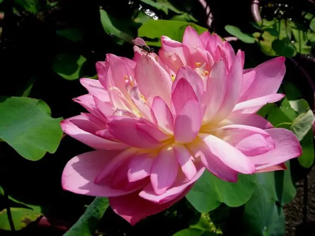 This picture consists of pink color lotus flower visible on plant there are some leaves visible in...