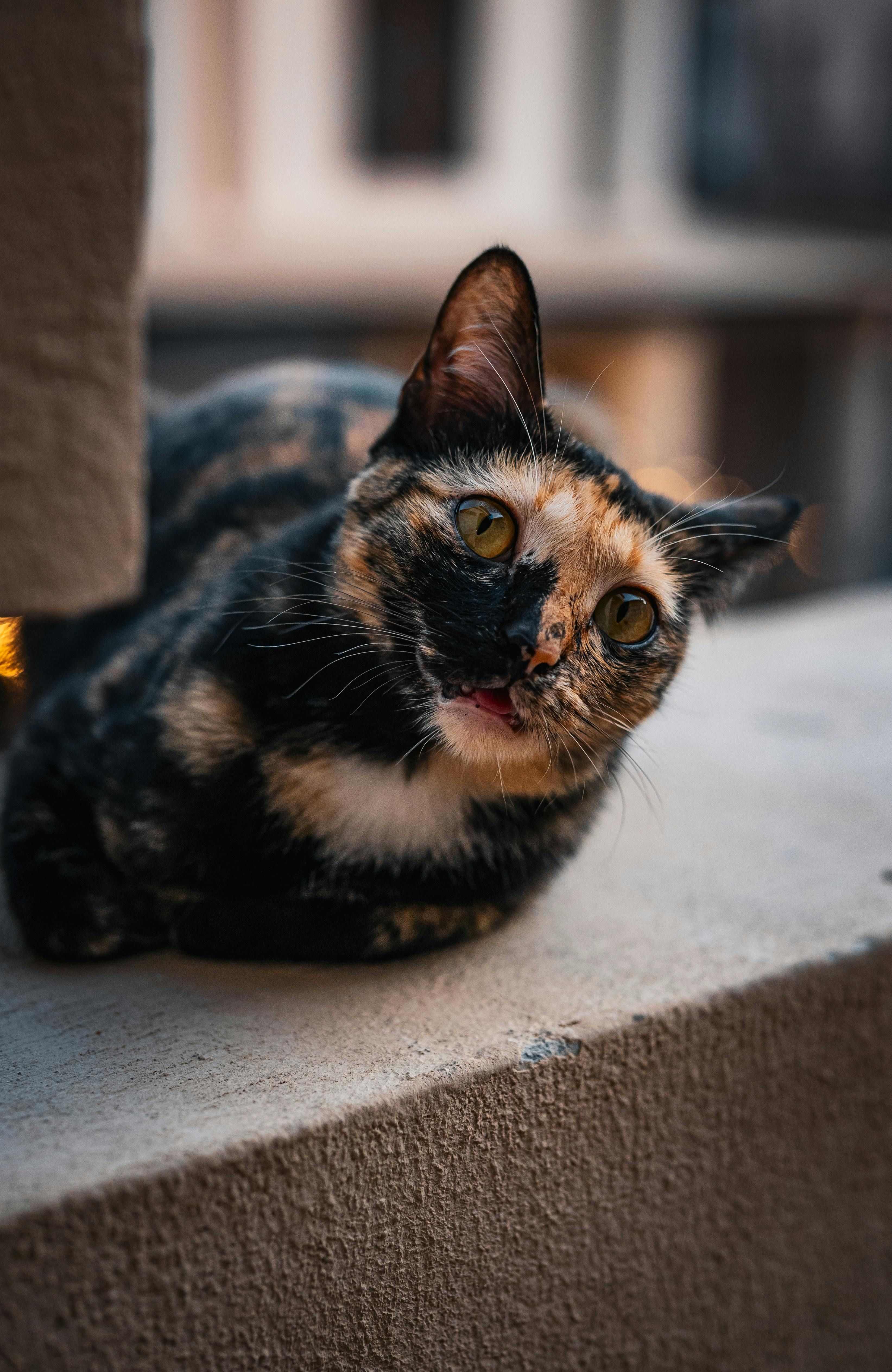 Traditional auditing firm is in negotiations with Tether to authenticate USDT reserves, as per CEO...