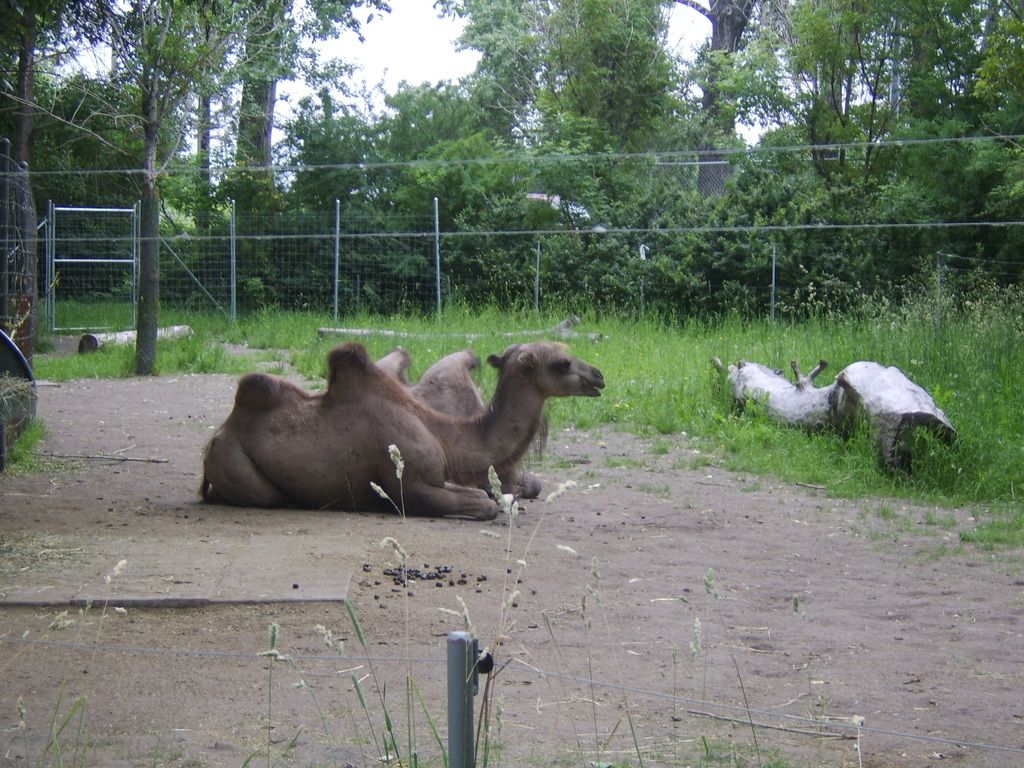 Foldable smartphones are gaining traction in Canada's high-end mobile market due to their sleek...