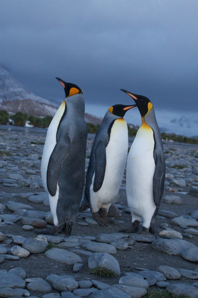 German user data now allows Meta to significantly boost its AI training for system development.