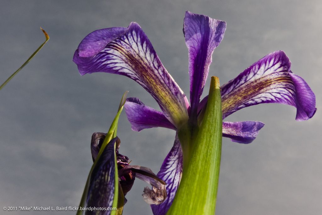 Growing demand for electric vehicles persists, yet the broader new automobile market in Germany...