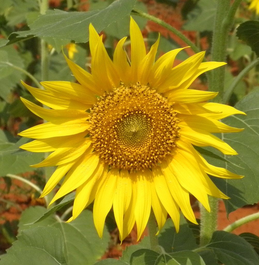 Exploring the Prospect of a U.S. Central Bank Digital Currency (CBDC): Discover the Distinctives of...