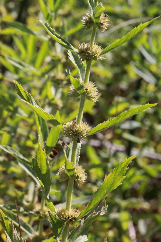 Unveil the secret behind custom software development that propels manufacturing industries,...